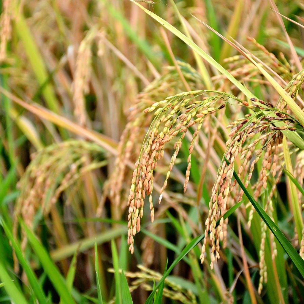 Mature Rice (India) by Augustus Binu